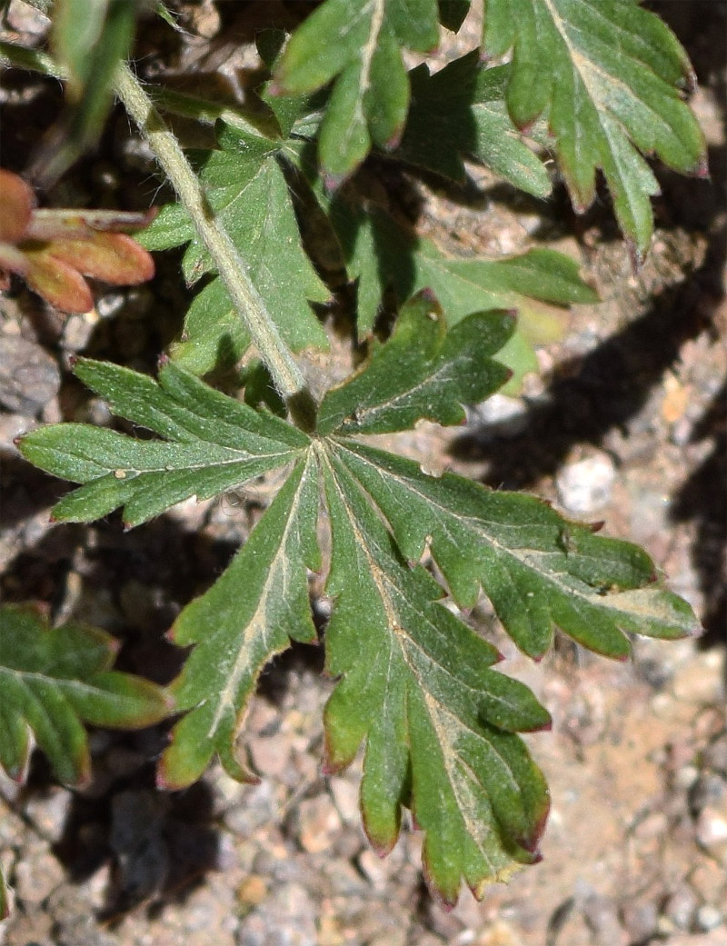 Image of Potentilla desertorum specimen.