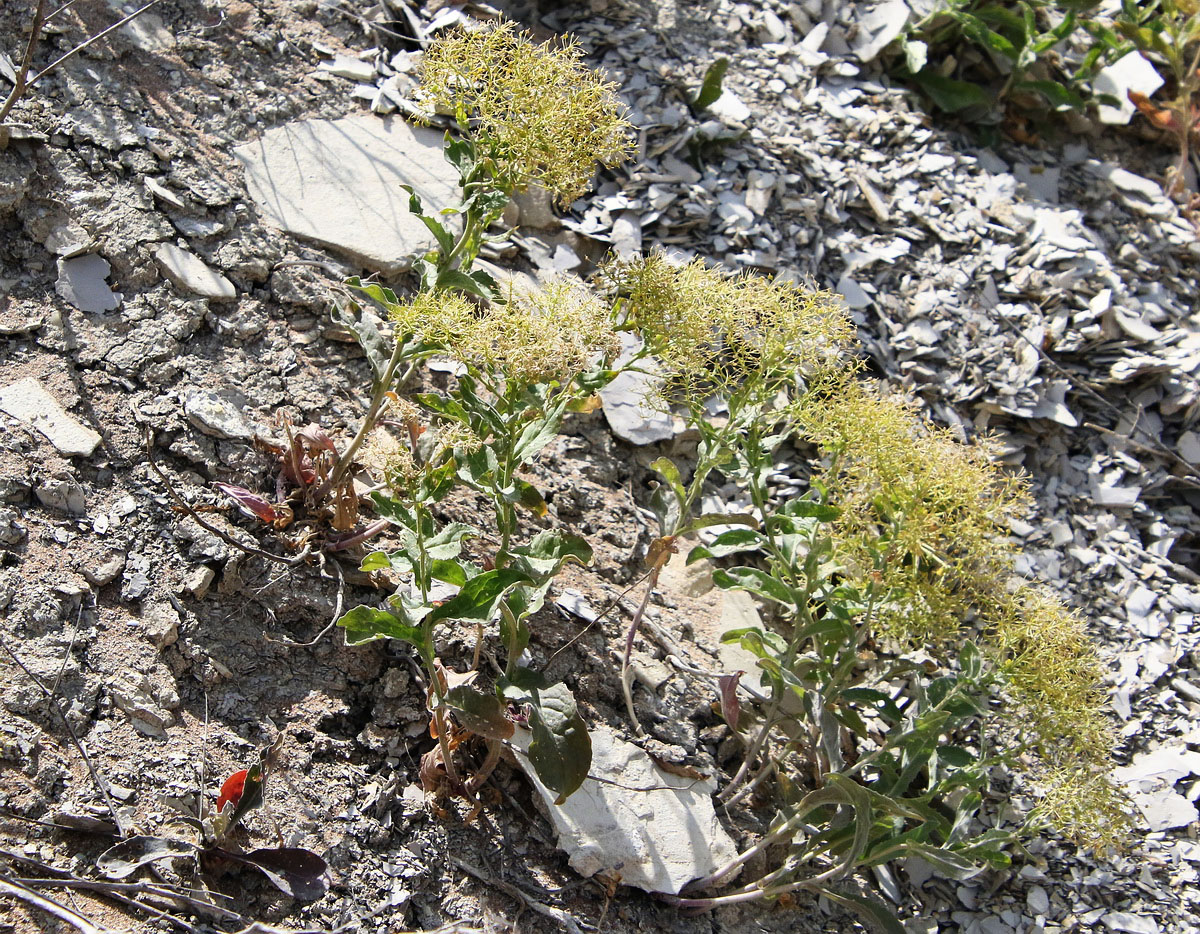 Image of Cardaria draba specimen.