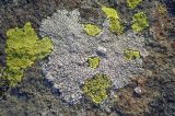 Rhizocarpon geographicum