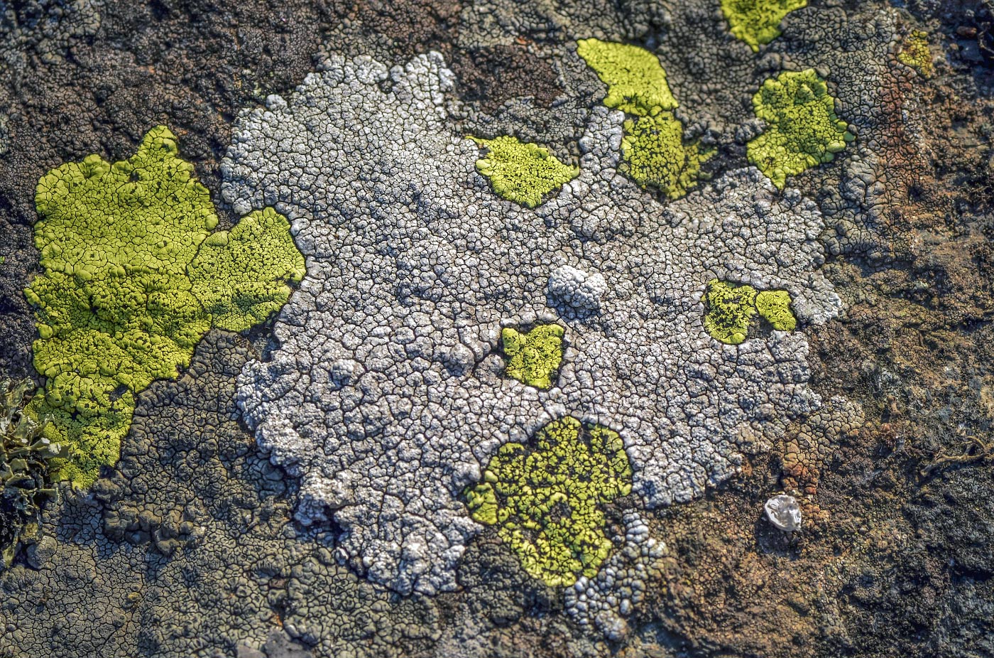 Image of Rhizocarpon geographicum specimen.
