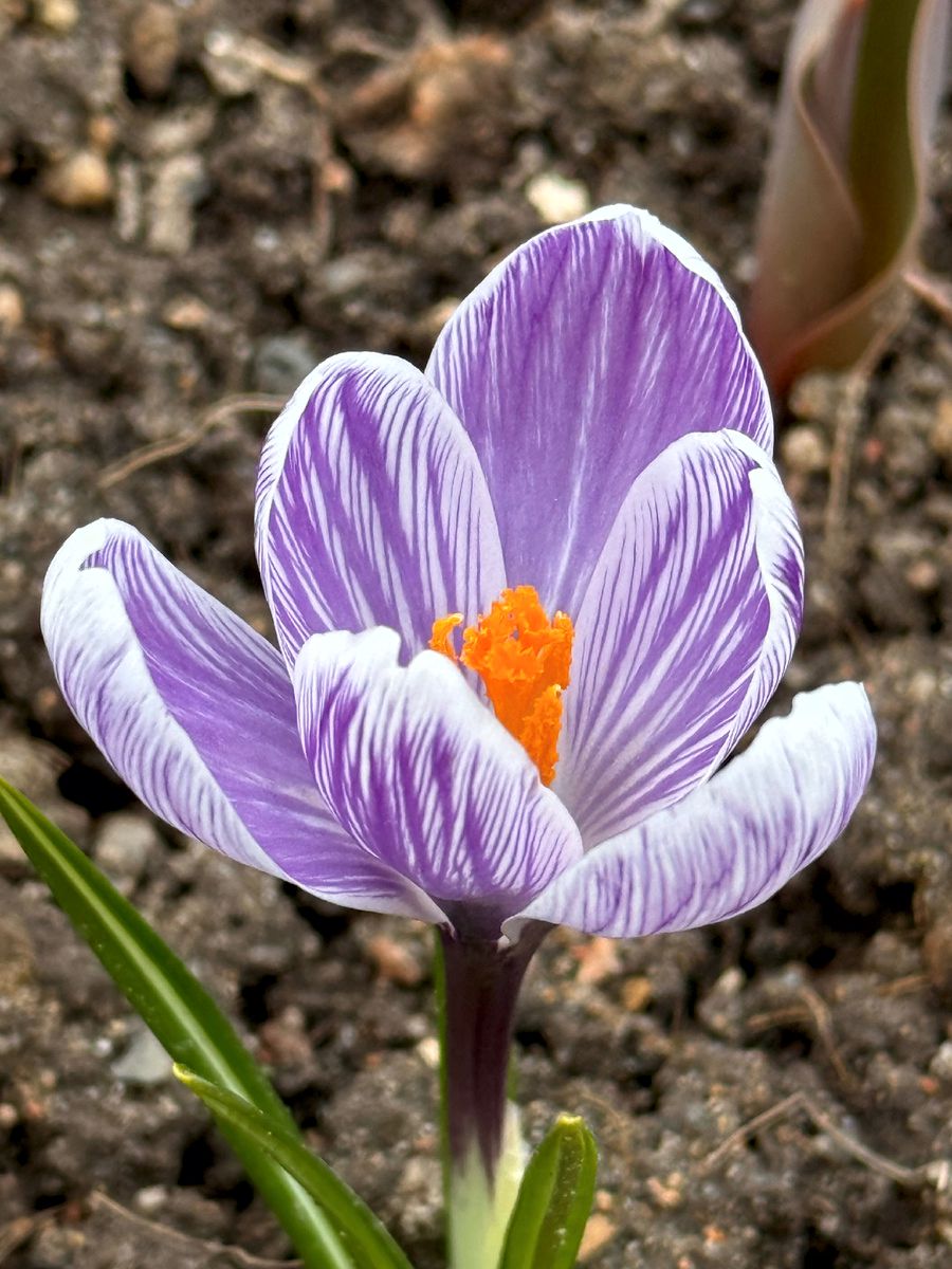 Изображение особи род Crocus.
