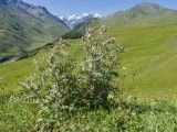 Cirsium balkharicum