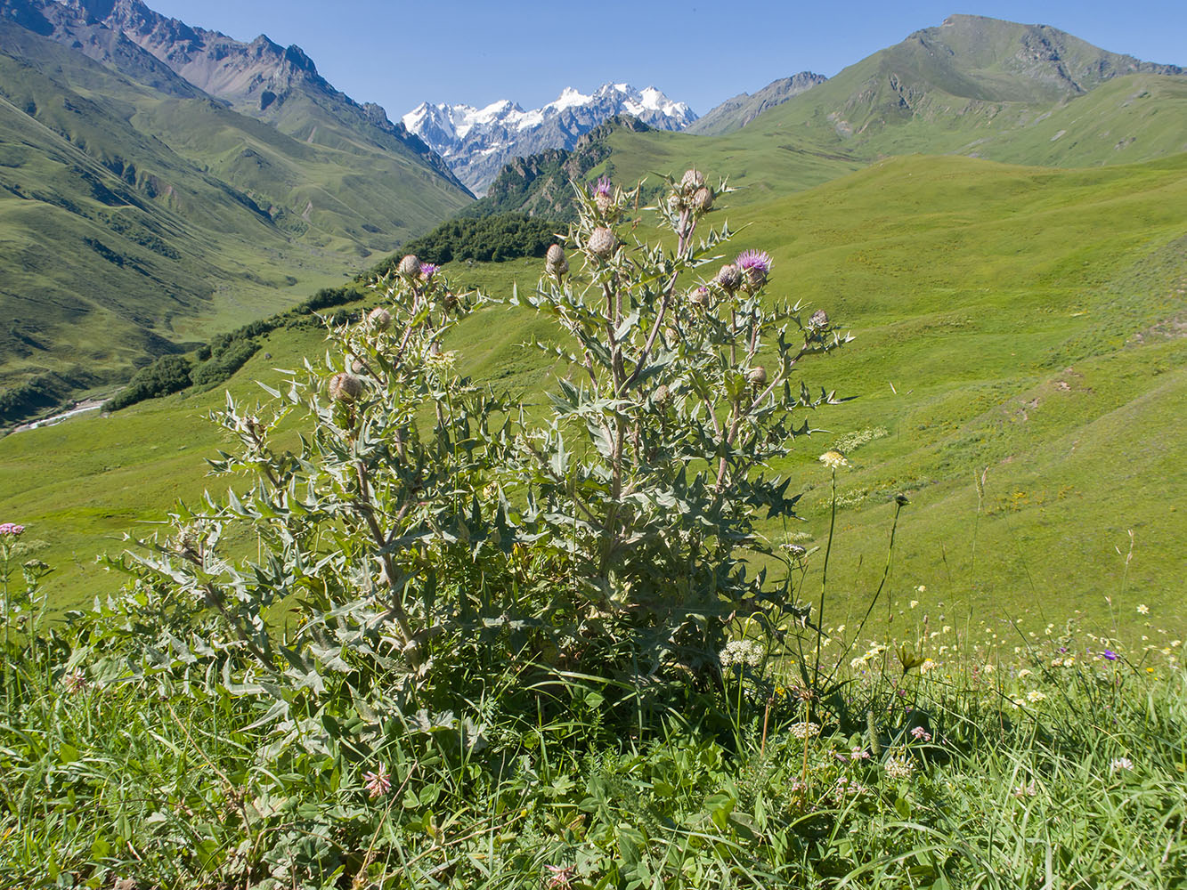 Изображение особи Cirsium balkharicum.
