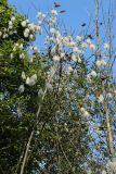 Salix pentandra