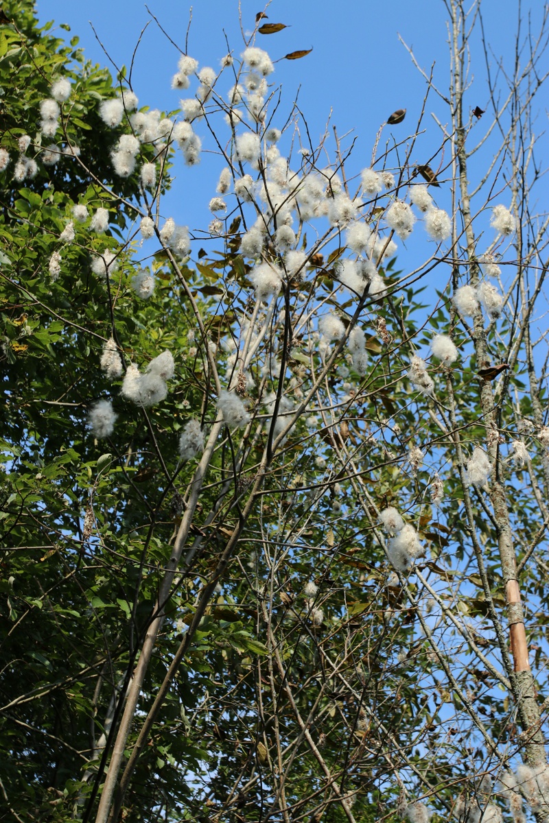 Изображение особи Salix pentandra.