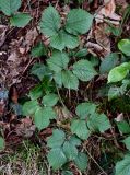 View full-size image genus Rubus