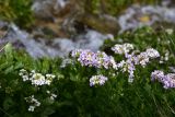 View full-size image Cardamine seidlitziana