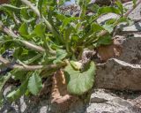 View full-size image Campanula komarovii