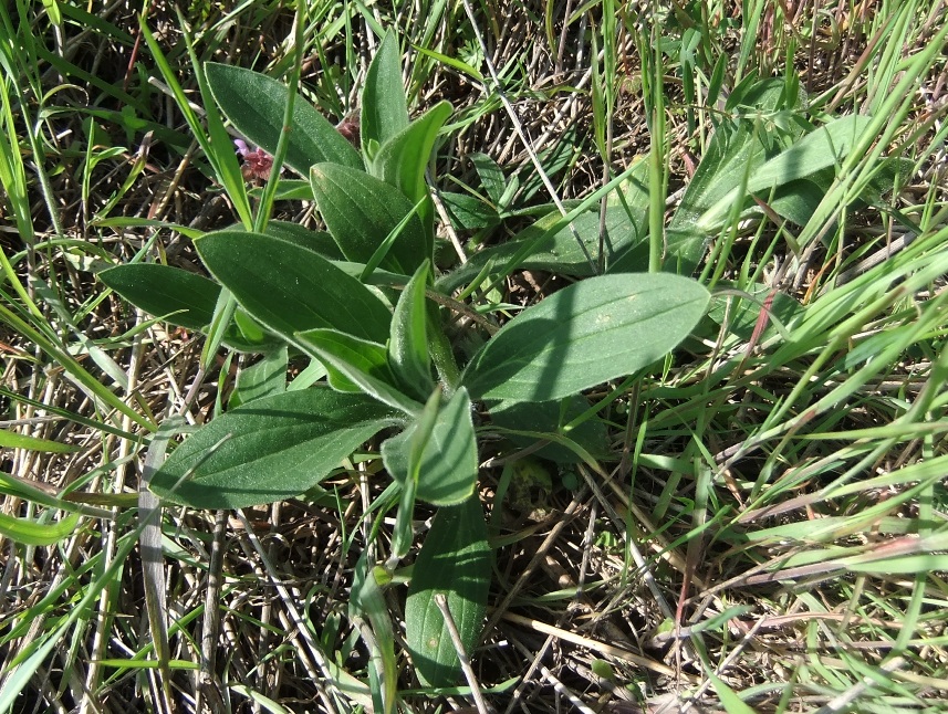 Image of Melandrium album specimen.