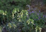View full-size image genus Onosma