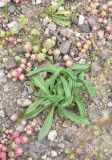 View full-size image Plantago atrata