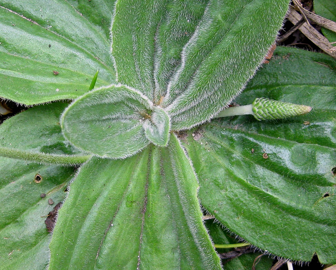 Image of Plantago media specimen.