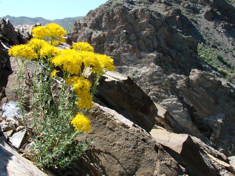 Image of Hypericum scabrum specimen.