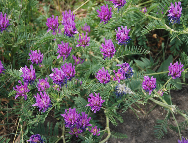 Image of Astragalus onobrychis specimen.