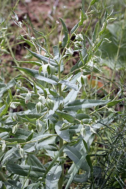 Image of Caccinia macranthera specimen.