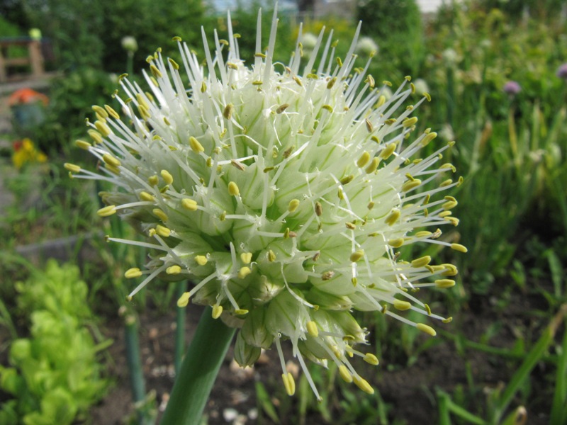 Изображение особи Allium fistulosum.