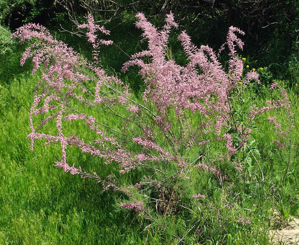 Image of genus Tamarix specimen.