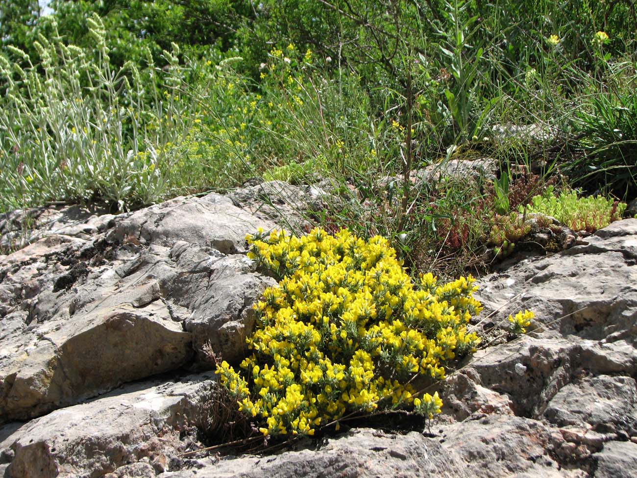 Image of genus Genista specimen.