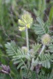 Oxytropis pilosa