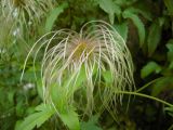 Смотреть изображение Clematis serratifolia