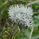 Thalictrum contortum. Верхушка цветущего растения. Приморский край, Шкотовский р-н, окр. с. Новонежино. 03.06.2012.