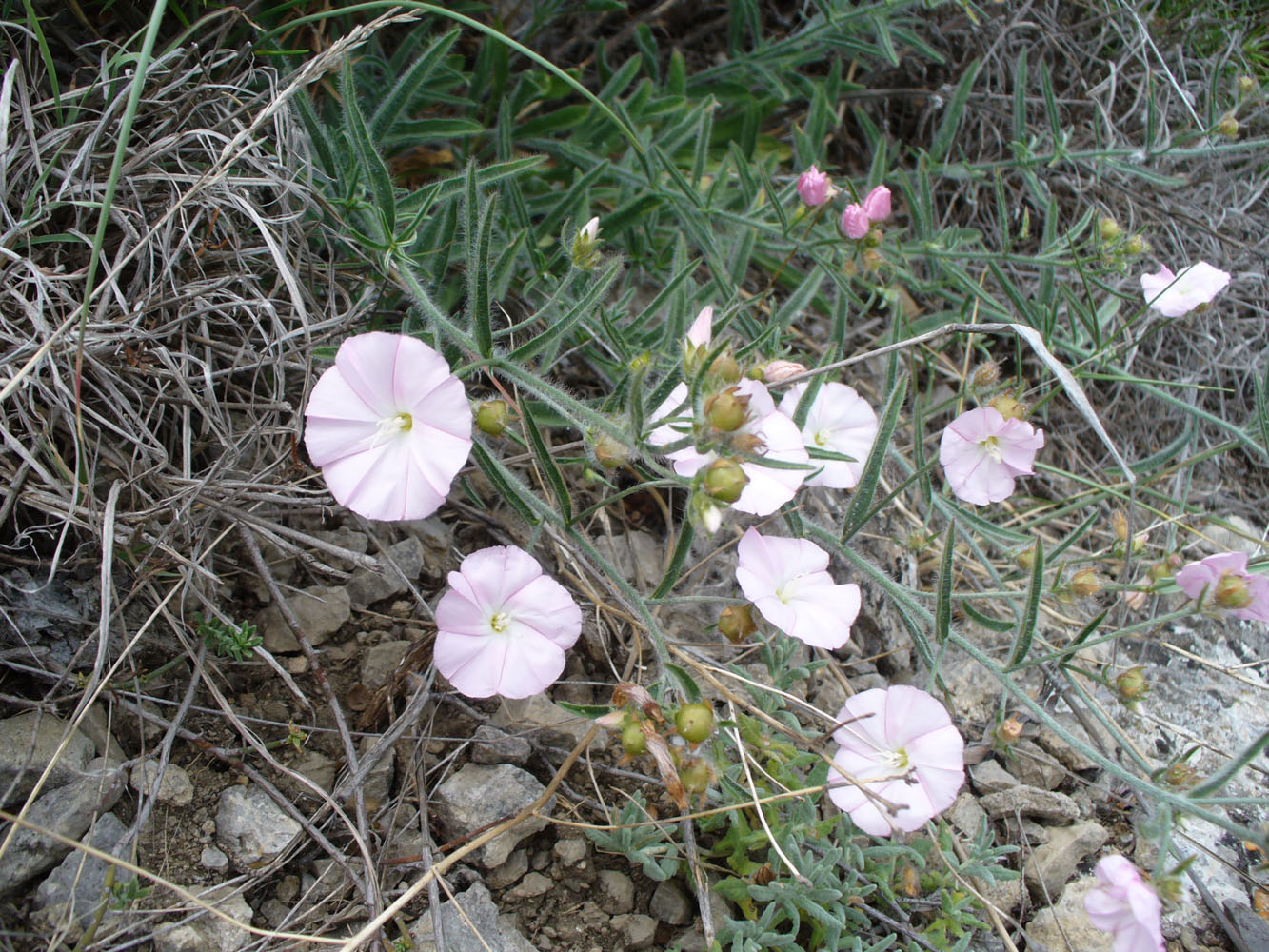 Изображение особи Convolvulus cantabrica.