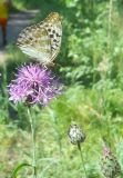 Centaurea scabiosa