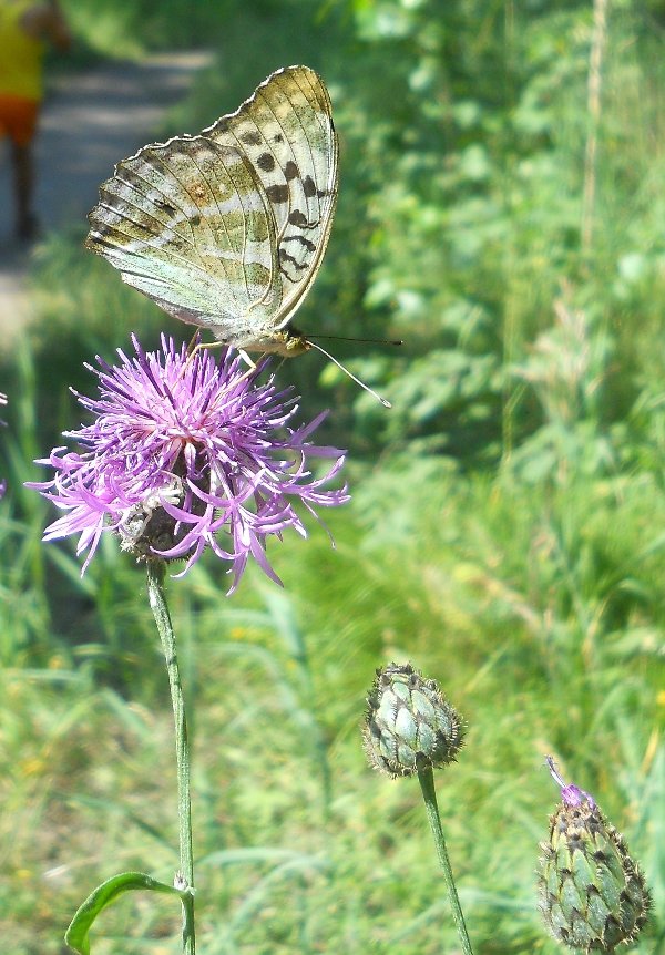 Изображение особи Centaurea scabiosa.