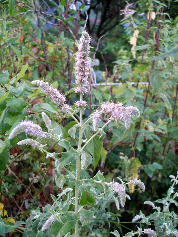 Image of Mentha longifolia specimen.