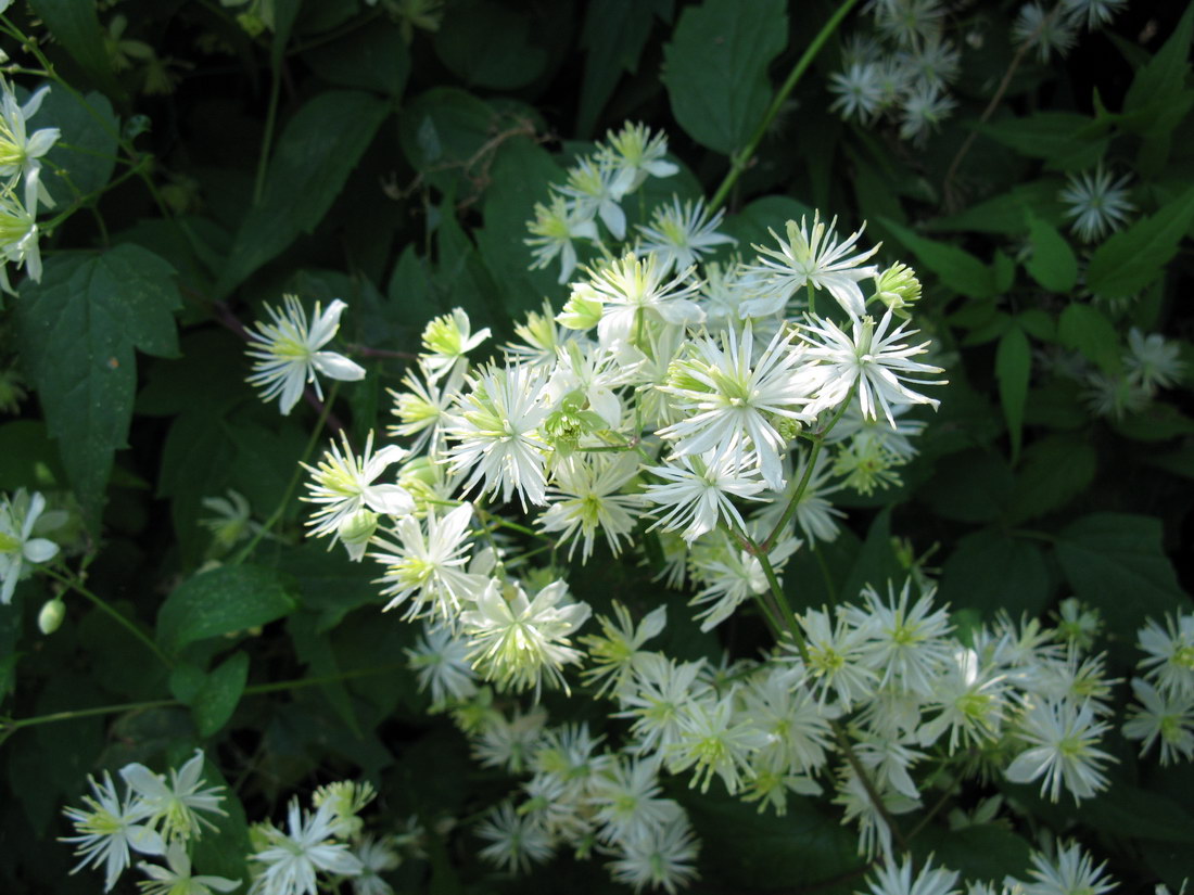 Image of Clematis brevicaudata specimen.