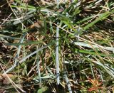 Sesleria caerulea