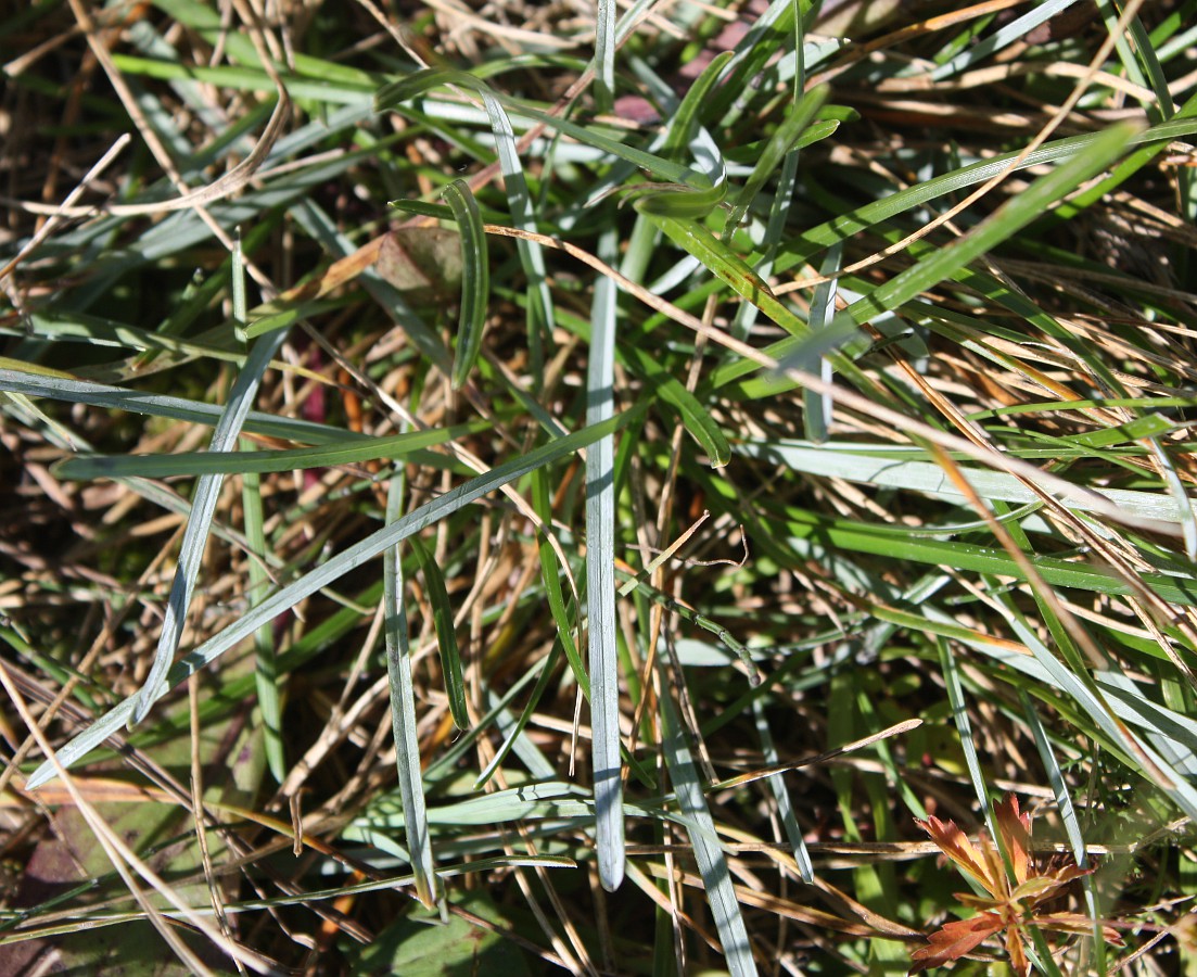 Image of Sesleria caerulea specimen.