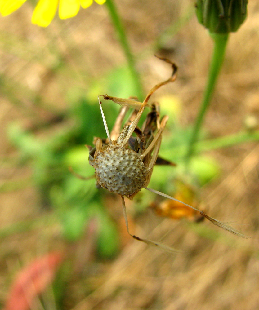 Image of Hypochaeris radicata specimen.