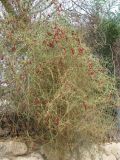 Chenopodium nutans. Плодоносящее растение, оплетающие изгородь. Израиль, г. Беэр-Шева, сорное. 18.10.2012.