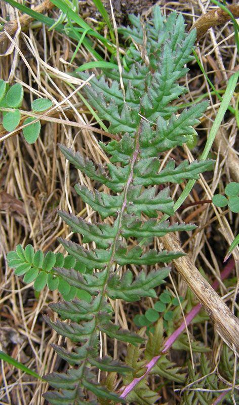 Изображение особи Pedicularis alberti.