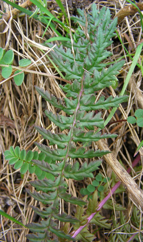 Image of Pedicularis alberti specimen.