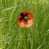 View full-size image Papaver stevenianum
