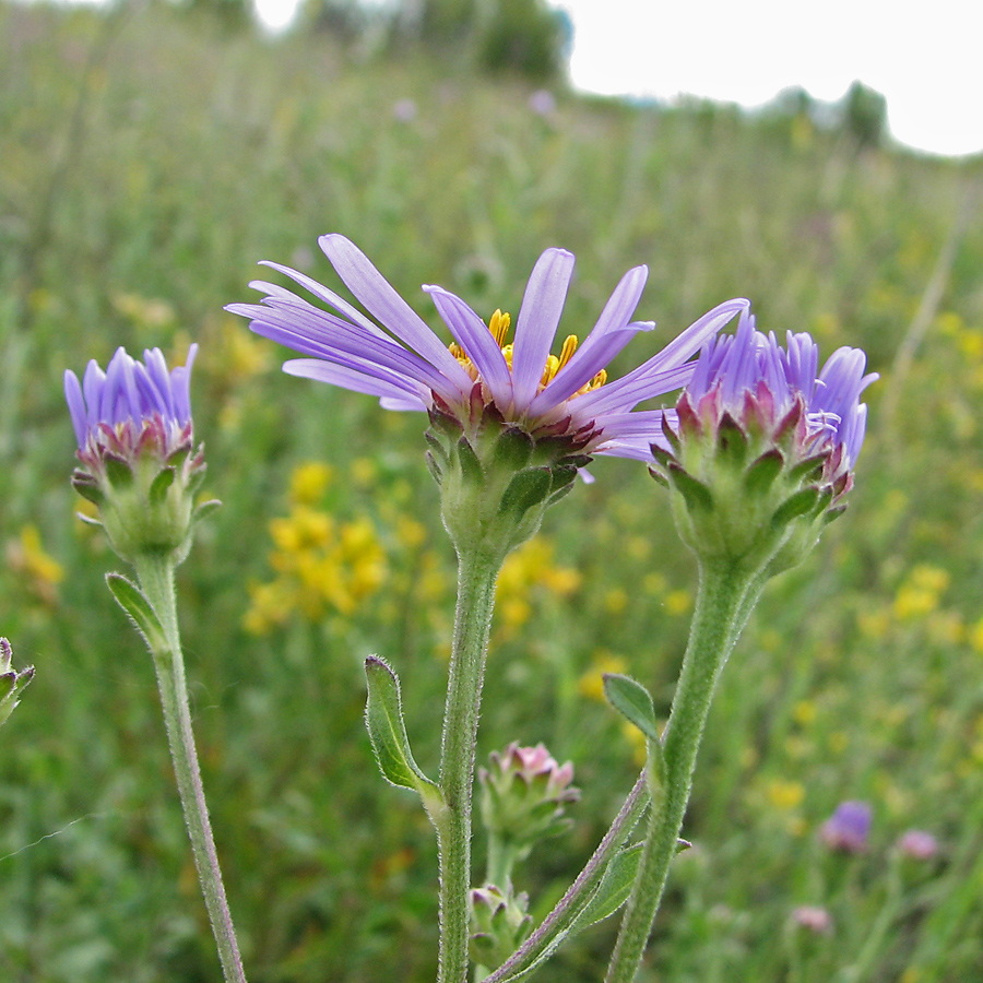 Image of Aster amellus specimen.