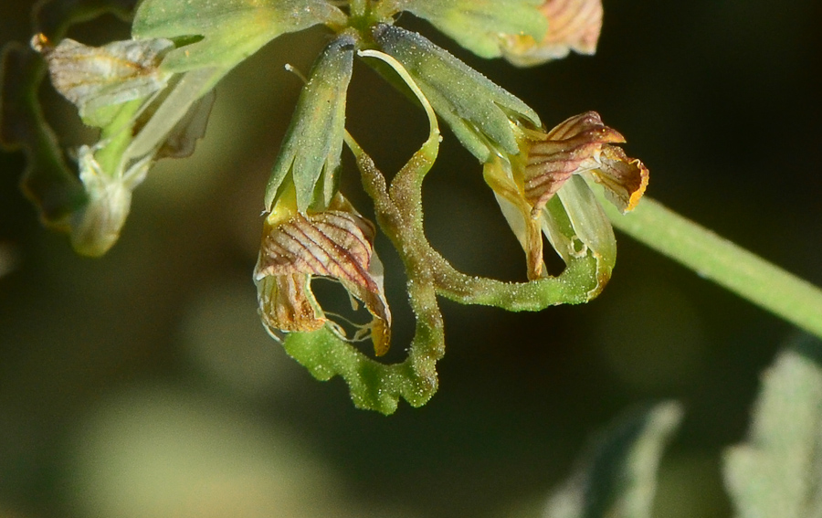 Image of Hippocrepis areolata specimen.