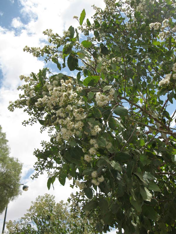 Image of Corymbia torelliana specimen.