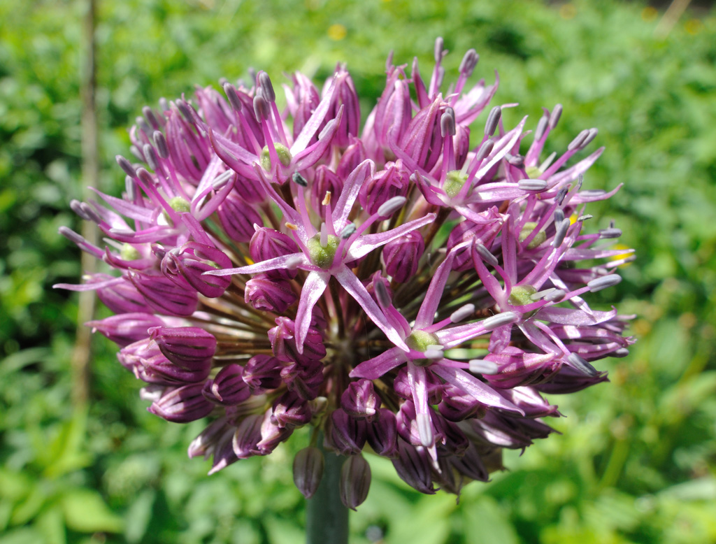 Image of Allium aflatunense specimen.