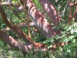 Arbutus andrachne. Нижняя часть ствола взрослого дерева. Южный берег Крыма, мыс Никитин. 22.05.2013.