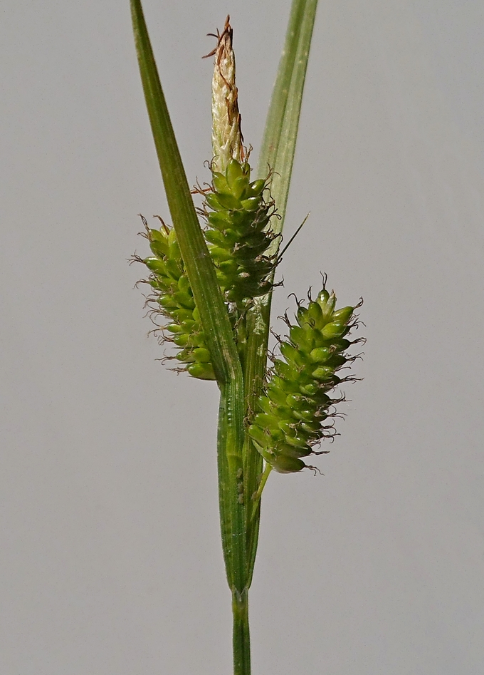 Изображение особи Carex pallescens.