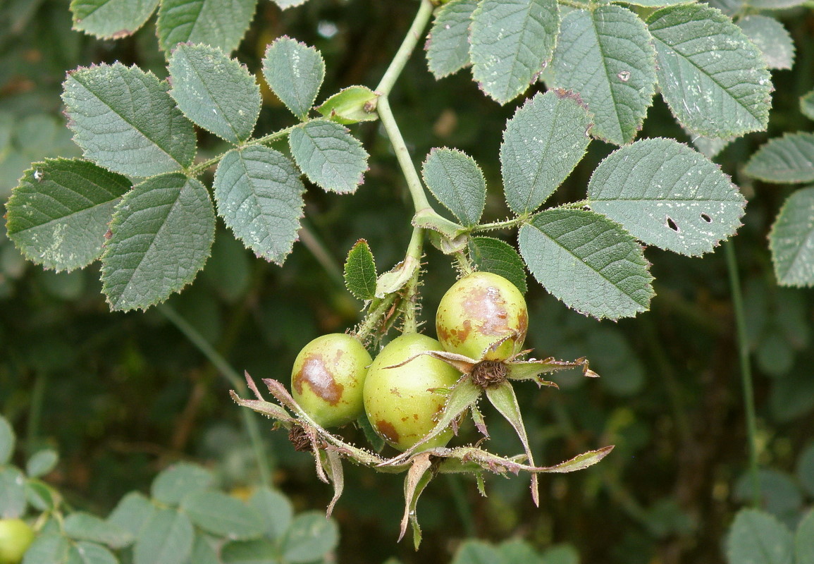 Image of Rosa rubiginosa specimen.