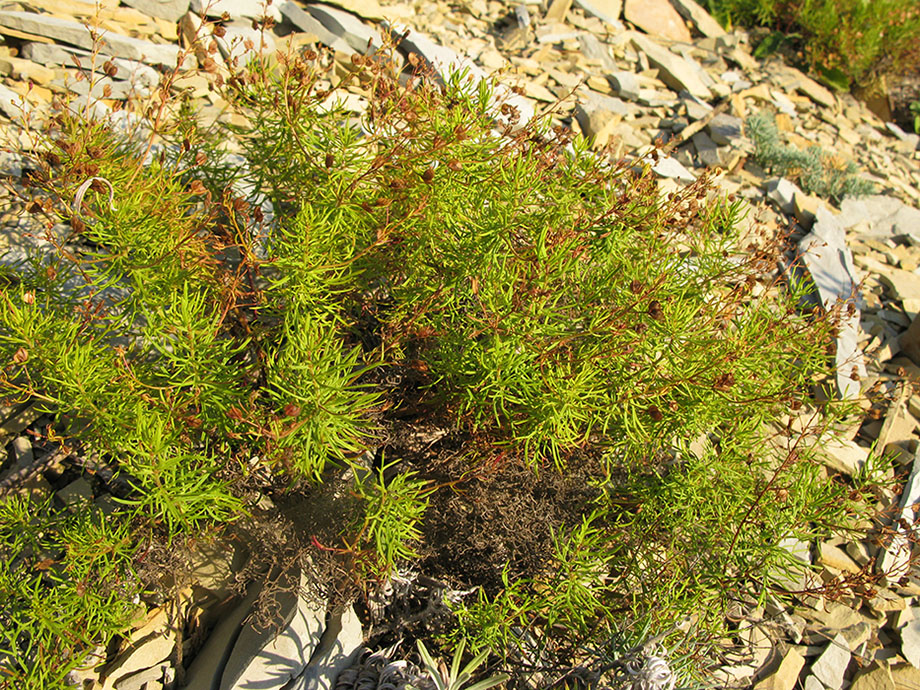 Image of Veronica filifolia specimen.