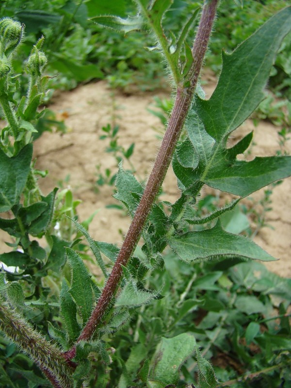 Image of Crepis foetida specimen.