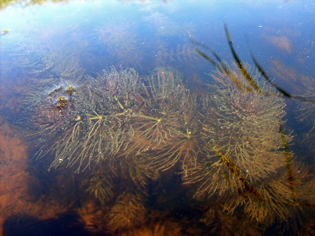 Image of Ceratophyllum submersum specimen.