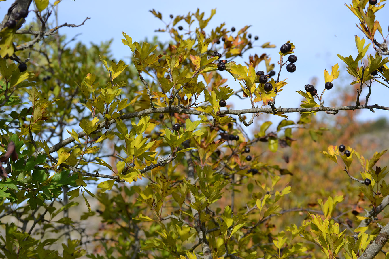 Image of Crataegus atrofusca specimen.