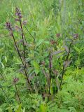 Pedicularis resupinata