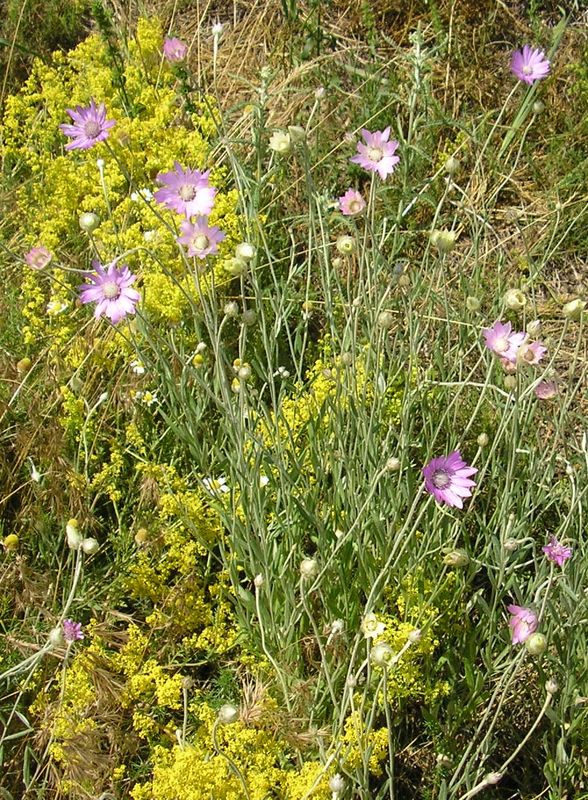 Image of Xeranthemum annuum specimen.